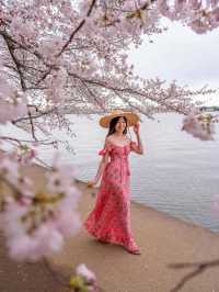 조수 독 🌸 🇺🇸 