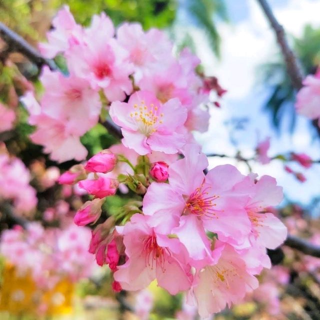 🌸台北中山公園🌺環境清幽的城巿綠洲🌳