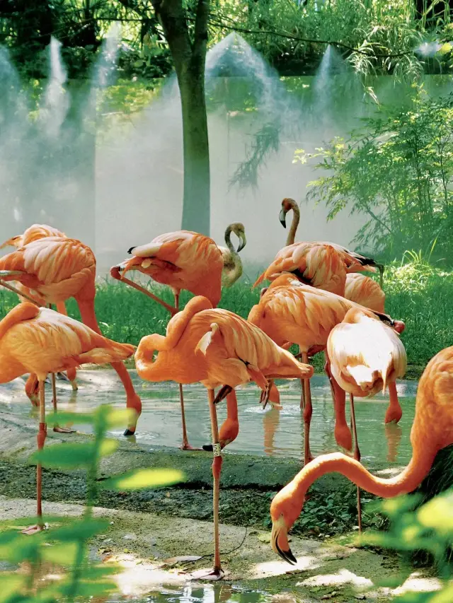 A Leisurely Stroll Through Nature at Shanghai Zoo