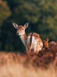 🌳🦌 Discover the Beauty of Bradgate Park in Leicester! 🏞️