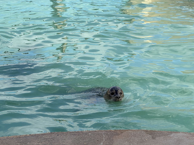 Skegness and Seal Sanctuary