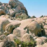 🌵 Top Landmarks in Joshua Tree National Park 🏜️✨