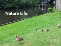 Nature's Beauty