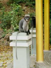 The cutest monkeys in Thailand!