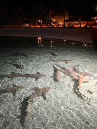 Nika Island Resort: live on the ocean or in the garden what will you choose?