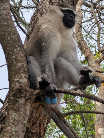 ウガンダの野生動物とゴリラのサファリを楽しむ7日間の休暇。 | Trip