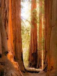 The scenery of the world's largest redwood tree is famous worldwide.