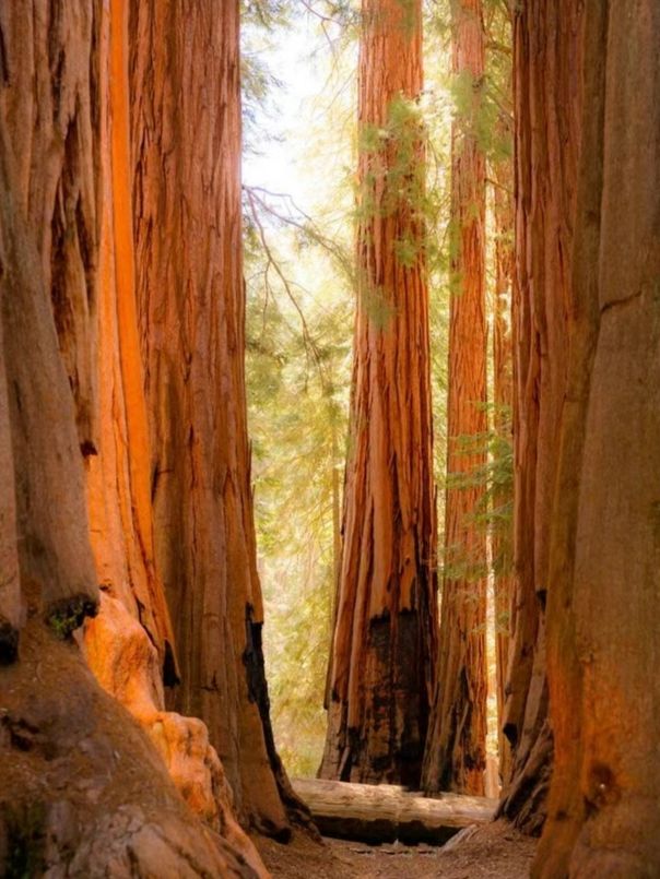 The scenery of the world's largest redwood tree is famous worldwide.