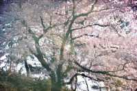 Cherry Blossom Train | Ashino Park in Aomori Prefecture, Japan