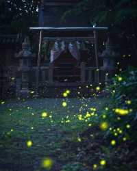 Fun fact: Fireflies in Japan