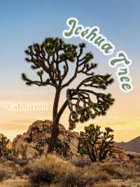 2-Day Joshua Tree Adventure Guide🌵🌅🚶‍♀️