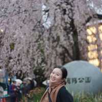 春日旅行｜一起去東京賞櫻吧！