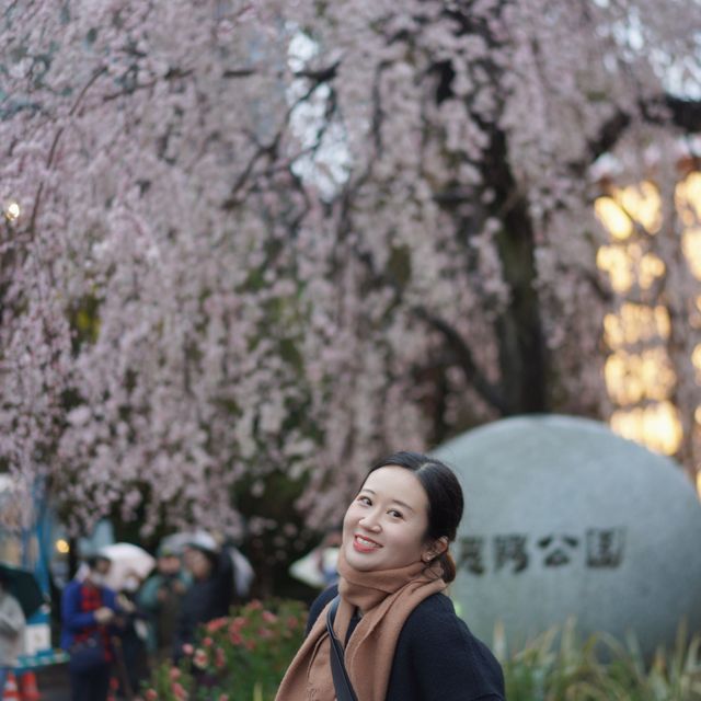 春日旅行｜一起去東京賞櫻吧！