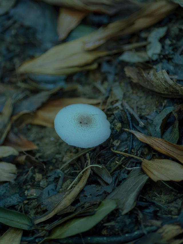 人生建議，下雨天一定要去深圳這座寶藏的森林公園，太出片啦！