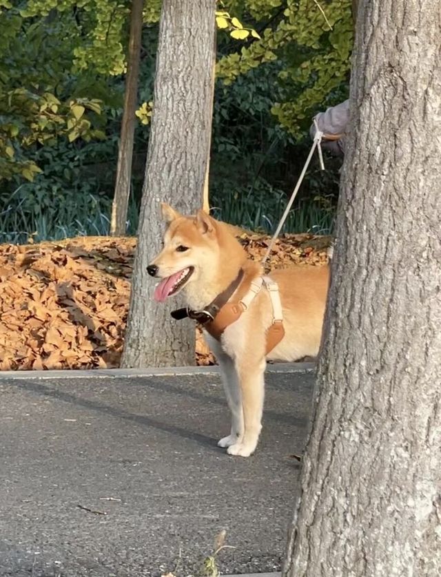 今年秋天，一定要去看合肥的紅杉林，抓住秋天的尾巴！