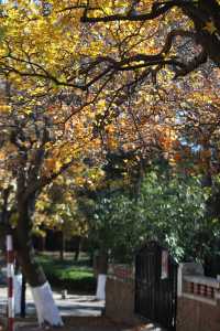 青島八大關異國建築群在色彩斑斕的閃爍下更加奪目迷人