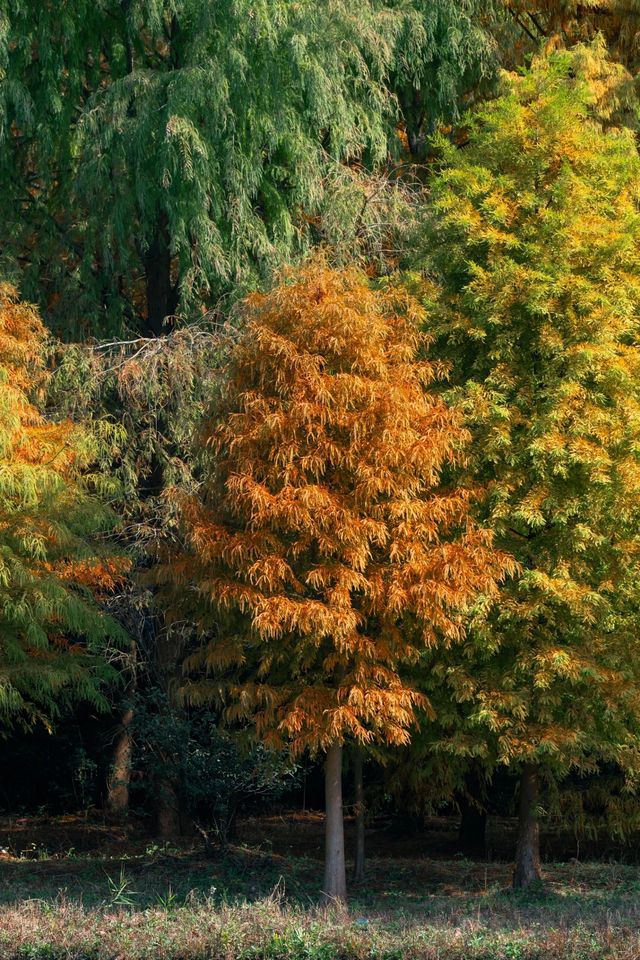 12月的海灣公園太美啦