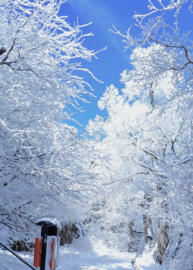 華山免門票啦，快衝啊，這潑天的富貴一定要接住