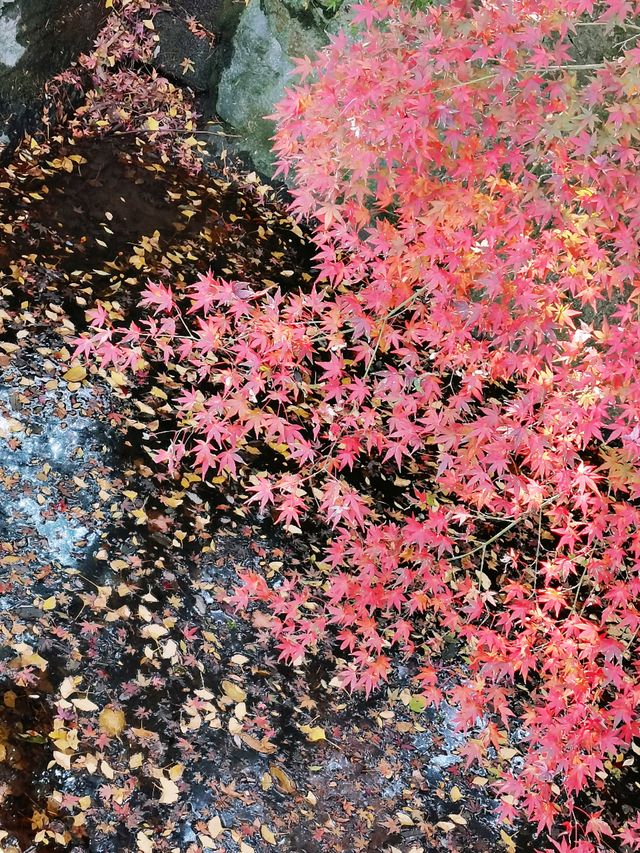 12/6實拍 中山植物園 紅楓崗 拍照機位分享