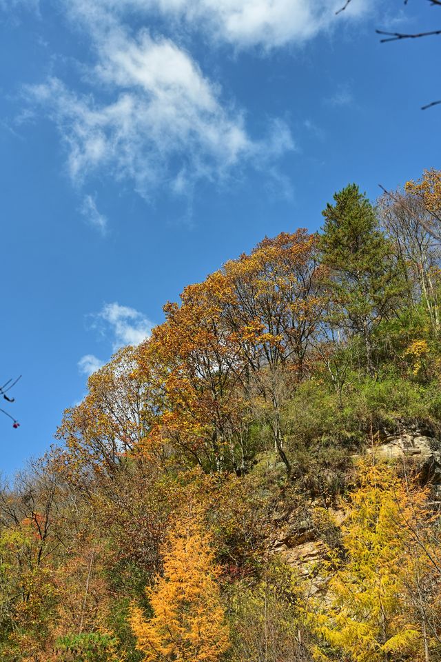 山水畫廊黃柏塬