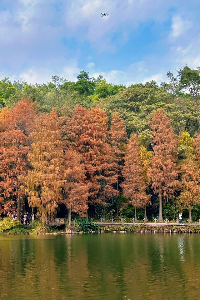 深圳拍照 新年去仙湖植物園看一次落羽杉吧 深圳拍照 新年去仙湖植物園看一次落羽杉吧