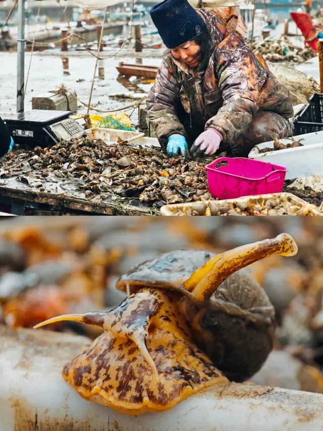 Dalian Lushun|You always have to buy seafood just off the boat once|Longwangtang Fishing Port