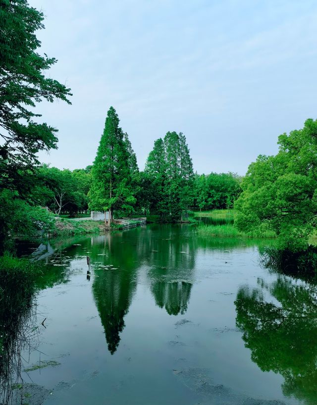 就在上海,這裡有原始模樣的天然濕地 就在上海,這裡有原始模樣的天然濕地