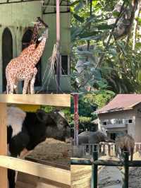家人們誰懂啊？紅山動物園的動物好多呀！
