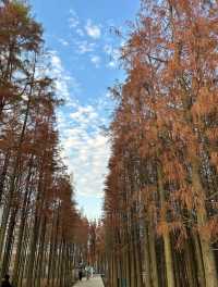 南昌有座“漂浮森林”層林盡染美如畫
