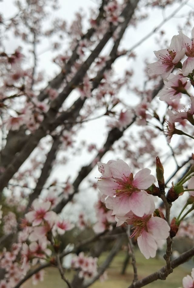 上海冬天也有不冷看花的地方～辰山植物園