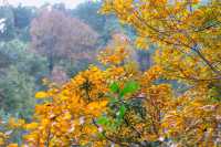木蘭天池秋遊葉子裡寫滿了秋天的詩篇