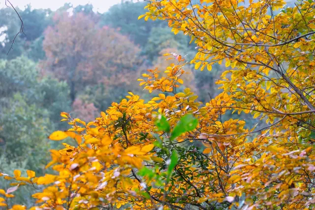 무란 천지 가을 여행 잎사귀에 가을의 시가 가득합니다