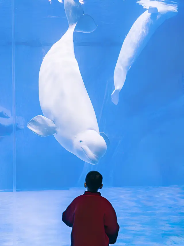 春節遛娃，來海世界和白鯨完美邂逅！