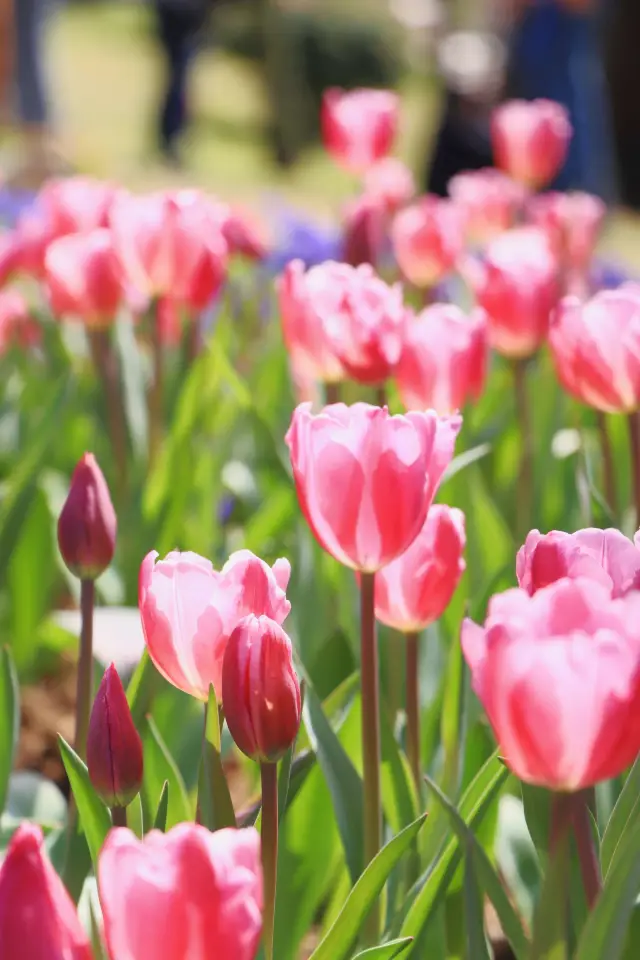 Tulips are in full bloom in Yuntai Garden, bringing romance within reach in spring