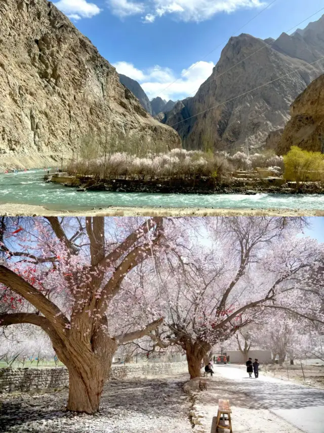 A glimpse of eternity! In March, in southern Xinjiang, I encountered a shower of apricot blossoms on the plateau