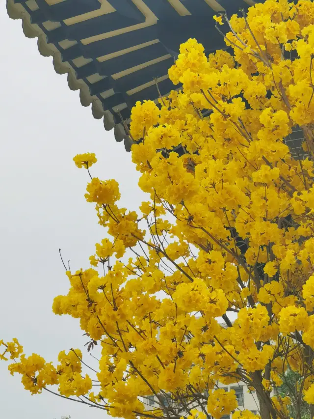 The day has finally come when all the yellow tabebuia trees at Guangzhou's Guangxiao Temple are in full bloom