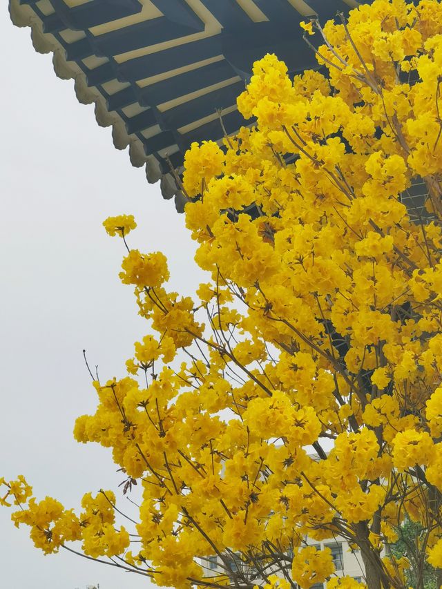 終於等到這一天廣州光孝寺的黃花風鈴木全都開了