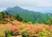 人間四月天，被這座杜鵑山承包了