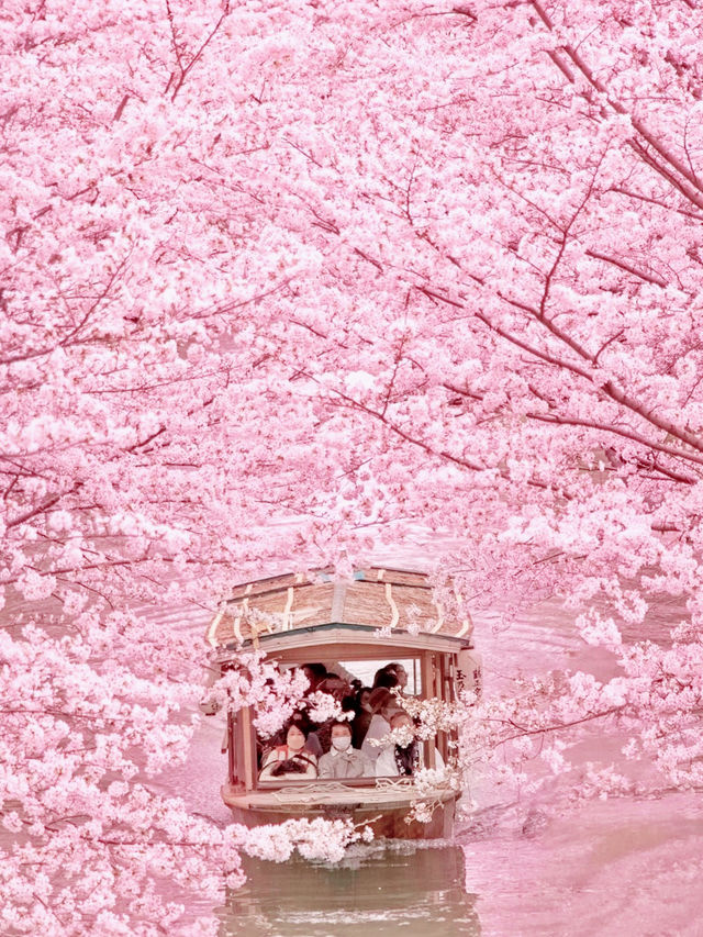 富士山下櫻花