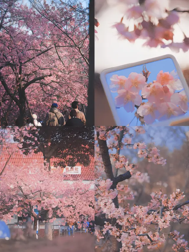 桜の情報｜顧村公園で最も早い桜が咲き始めました！