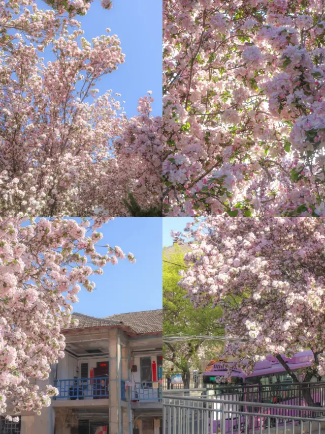 大連春日賞花指南｜個寶藏打卡地分享