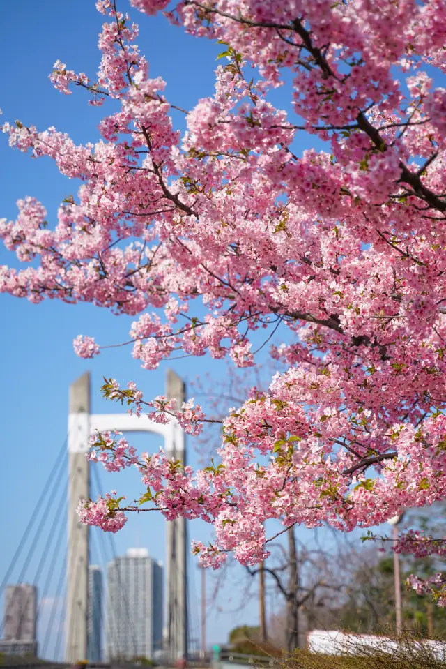 The best spot to view early cherry blossoms in Tokyo, Japan