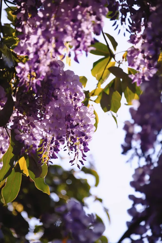 Kunming, a romantic haven defined by cascading wisteria waterfalls