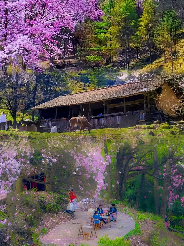 成都周邊最美的粉色春天 | 九皇山辛夷花