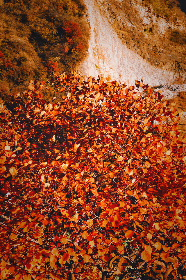 金秋未來的北京看萬山紅遍，層林盡染