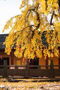 張家港穿越百年雙杏寺