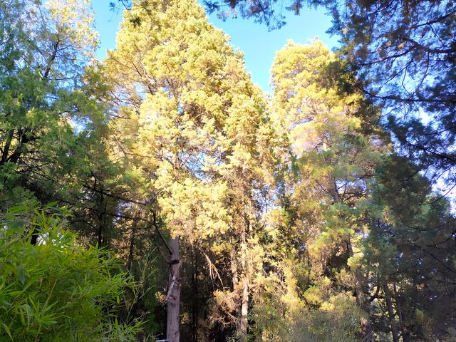 麗江獅子山公園