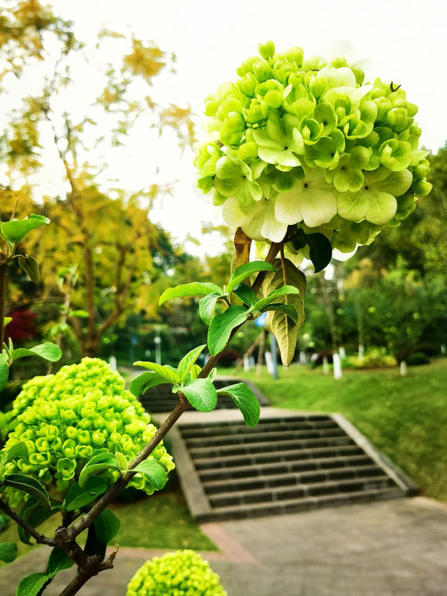 重慶|平頂山公園|繡球花