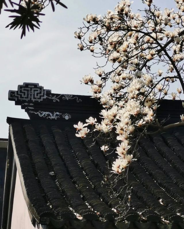 只要8塊錢就能收穫蘇州三月醉美玉蘭花