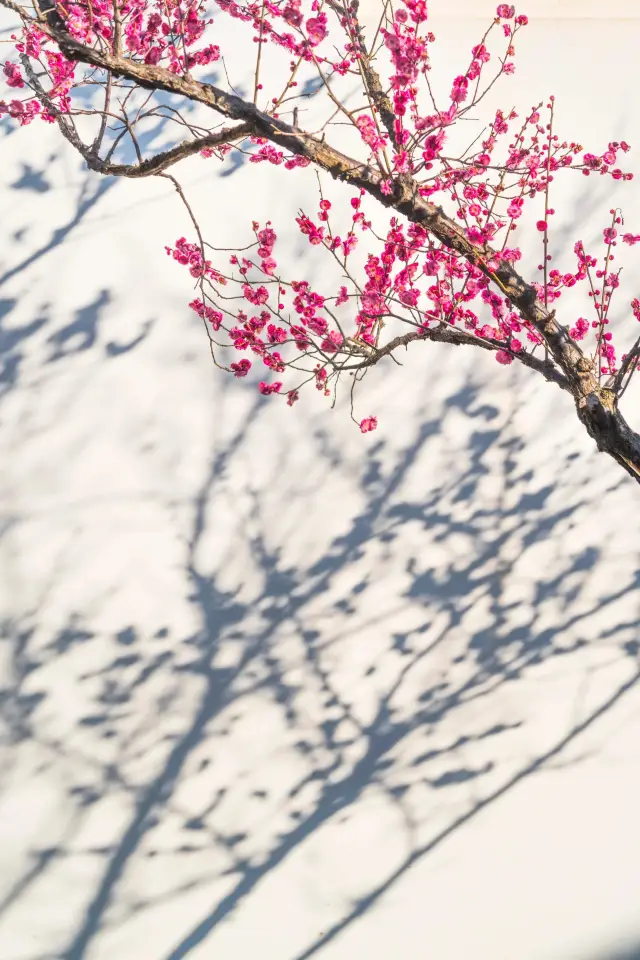 The red plum blossoms in the light and shadow, who could not love the Chinese aesthetic beauty?